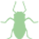 Aphid